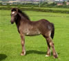 Traditional spotted cob foals